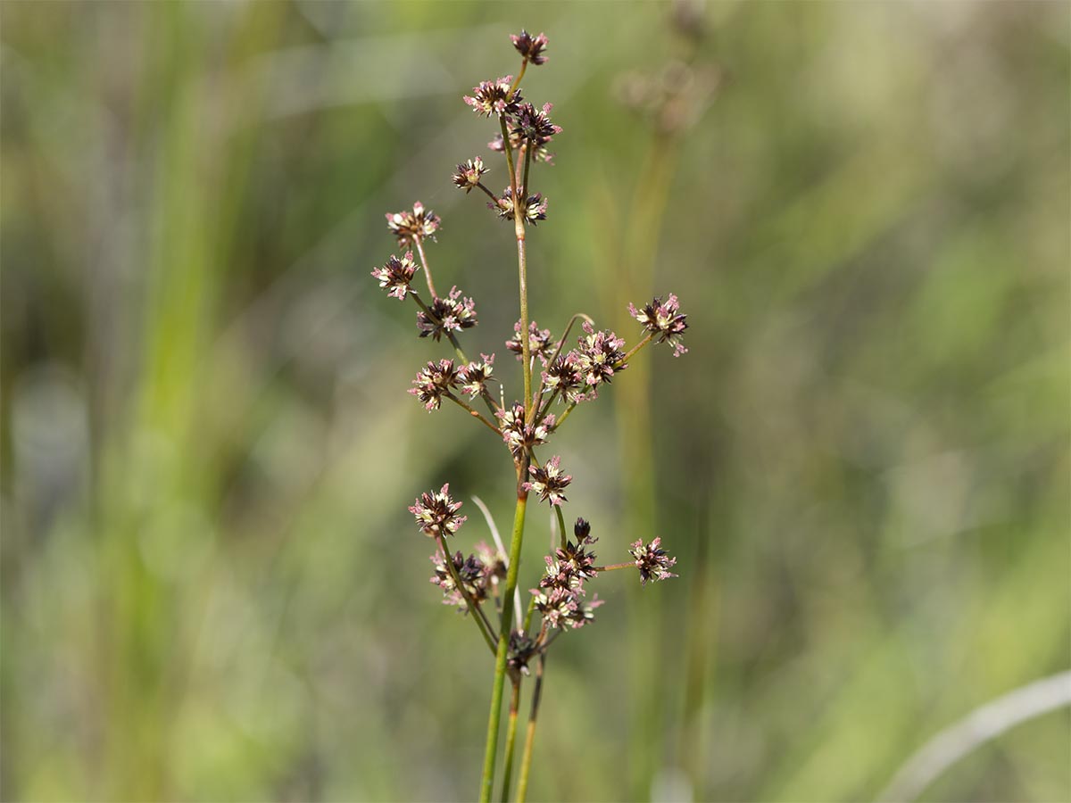 Juncus acutiflorus